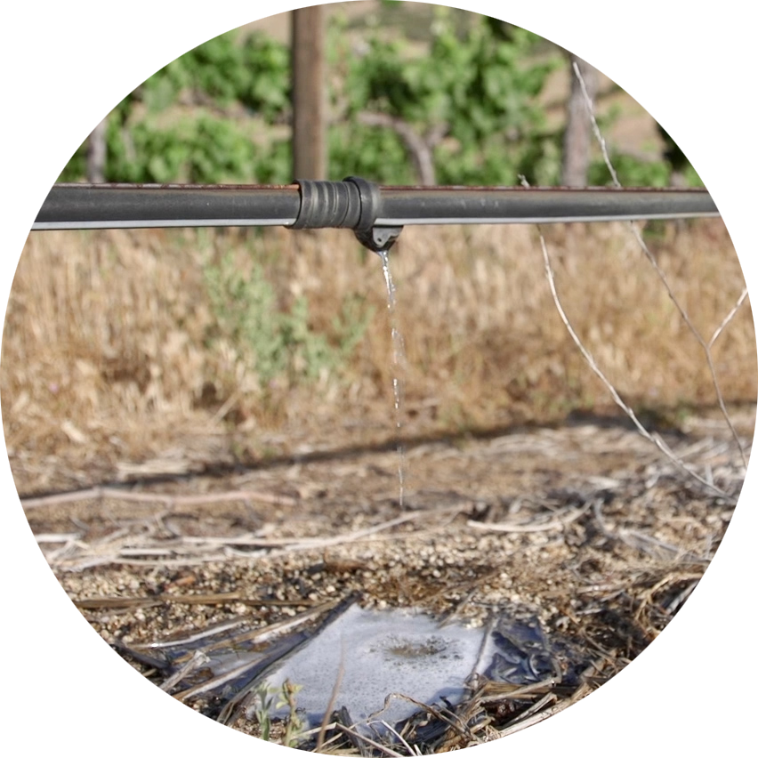 Puddle Drip Button