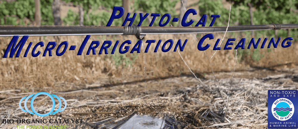 cropped-PHyto-CAt-Banner-3